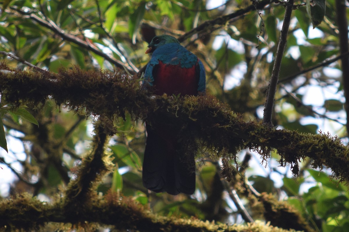 Golden-headed Quetzal - ML624817490