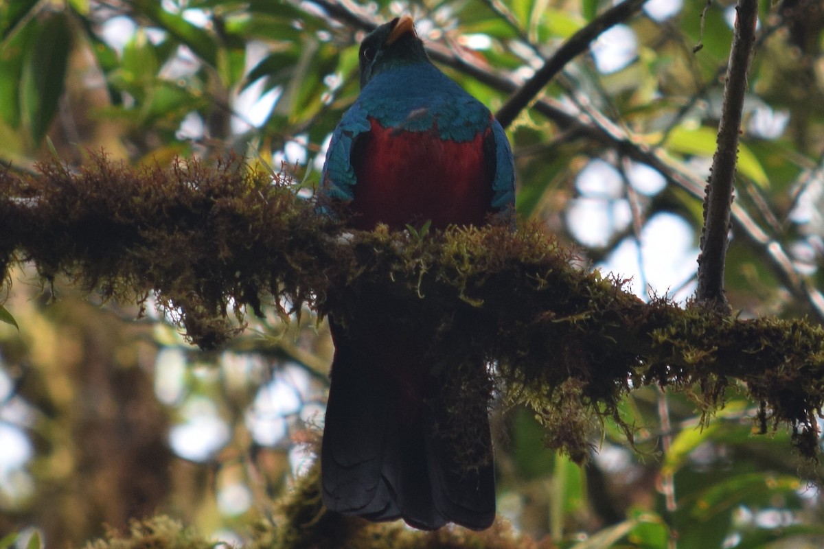 Golden-headed Quetzal - ML624817491