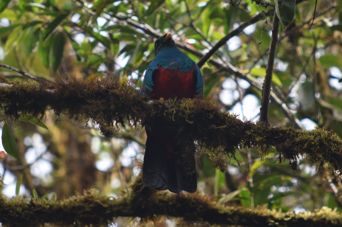 Golden-headed Quetzal - ML624817492