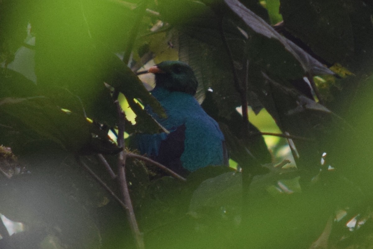 Golden-headed Quetzal - ML624817493
