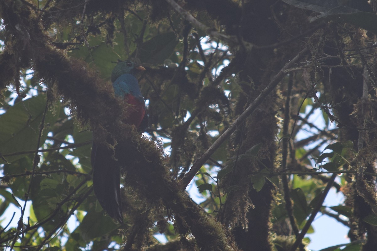 Golden-headed Quetzal - ML624817496