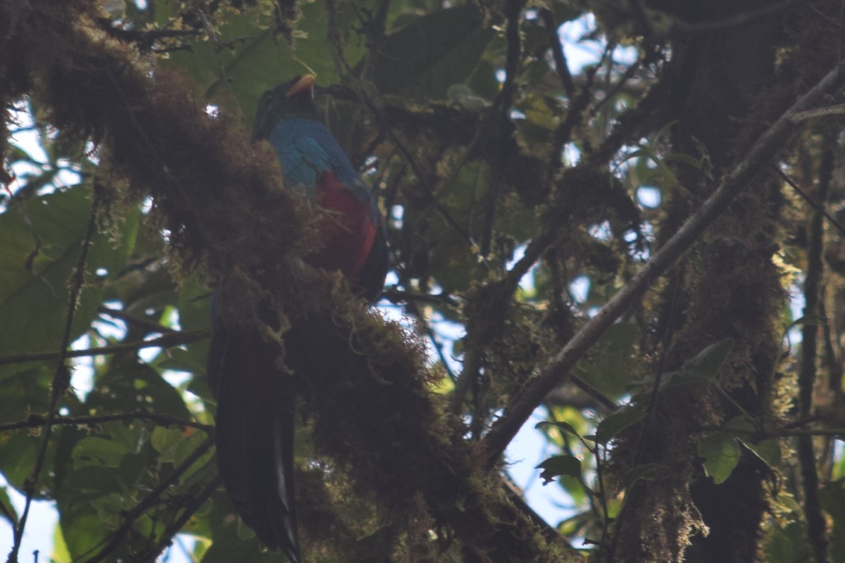 Golden-headed Quetzal - ML624817498