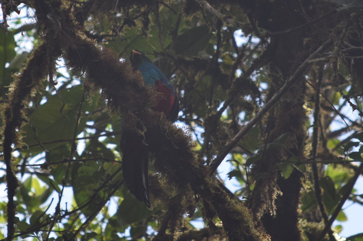 Golden-headed Quetzal - ML624817499