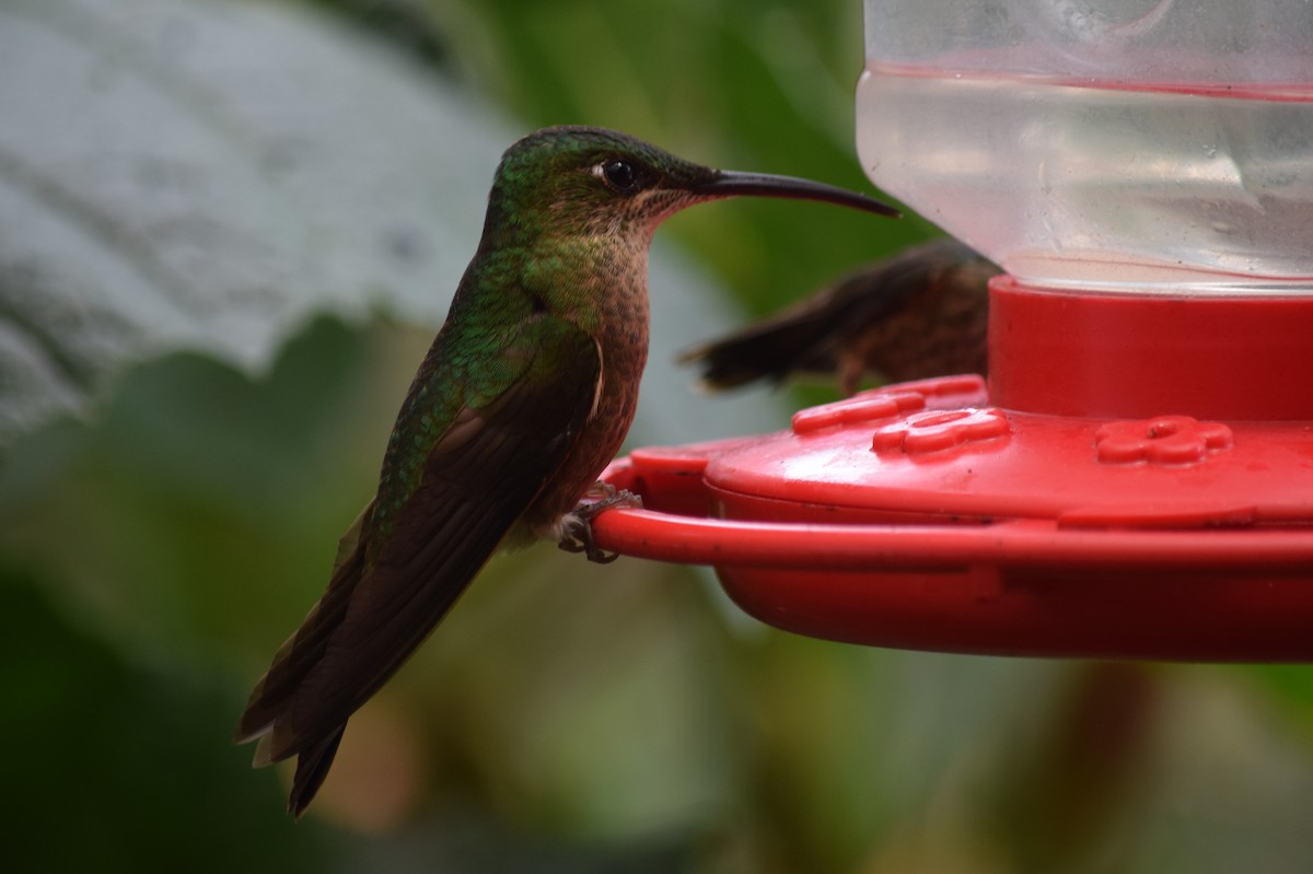 Fawn-breasted Brilliant - ML624817514