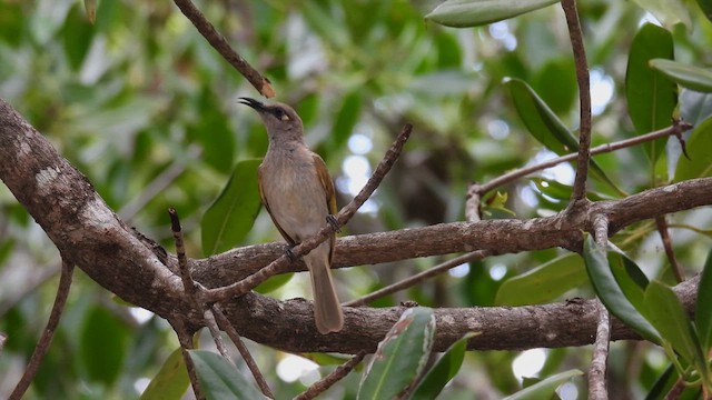 Brown Honeyeater - ML624817728
