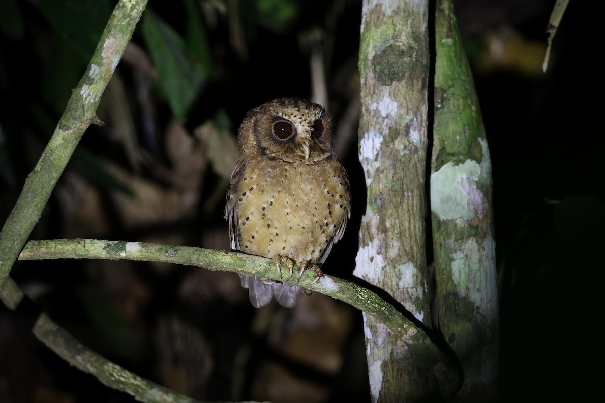 Reddish Scops-Owl - Akekachoke Buranaanun