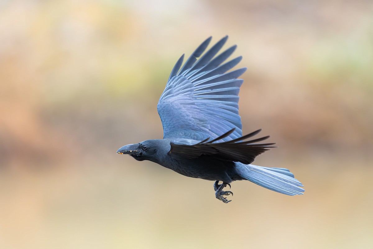 Large-billed Crow - ML624817915