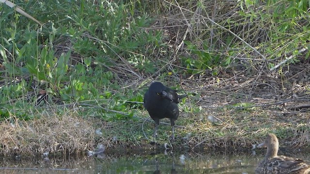 Pied Currawong - ML624817957