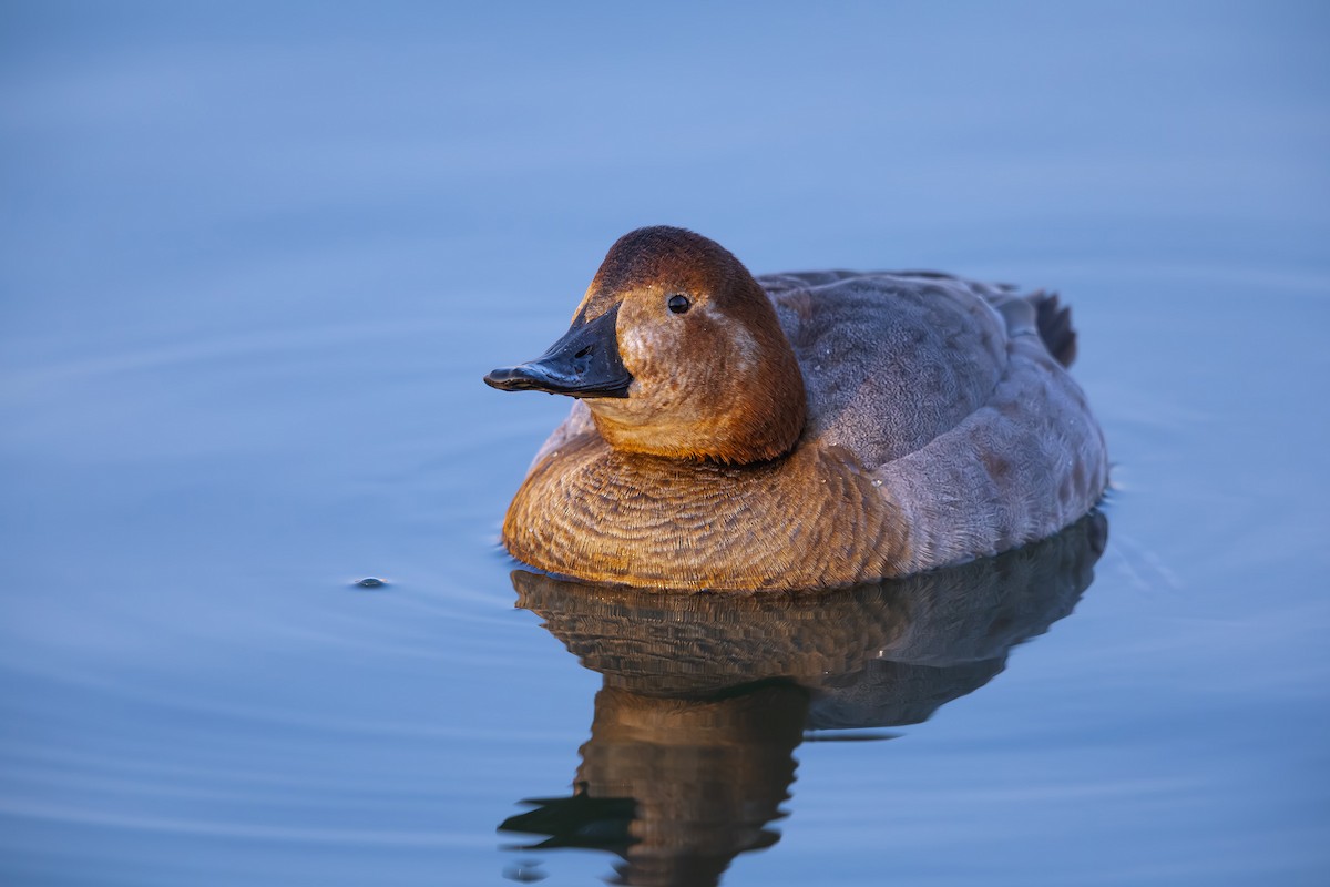 Common Pochard - ML624817981