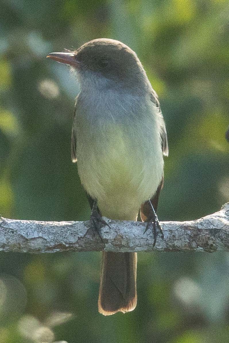 Swainson's Flycatcher - Eric VanderWerf