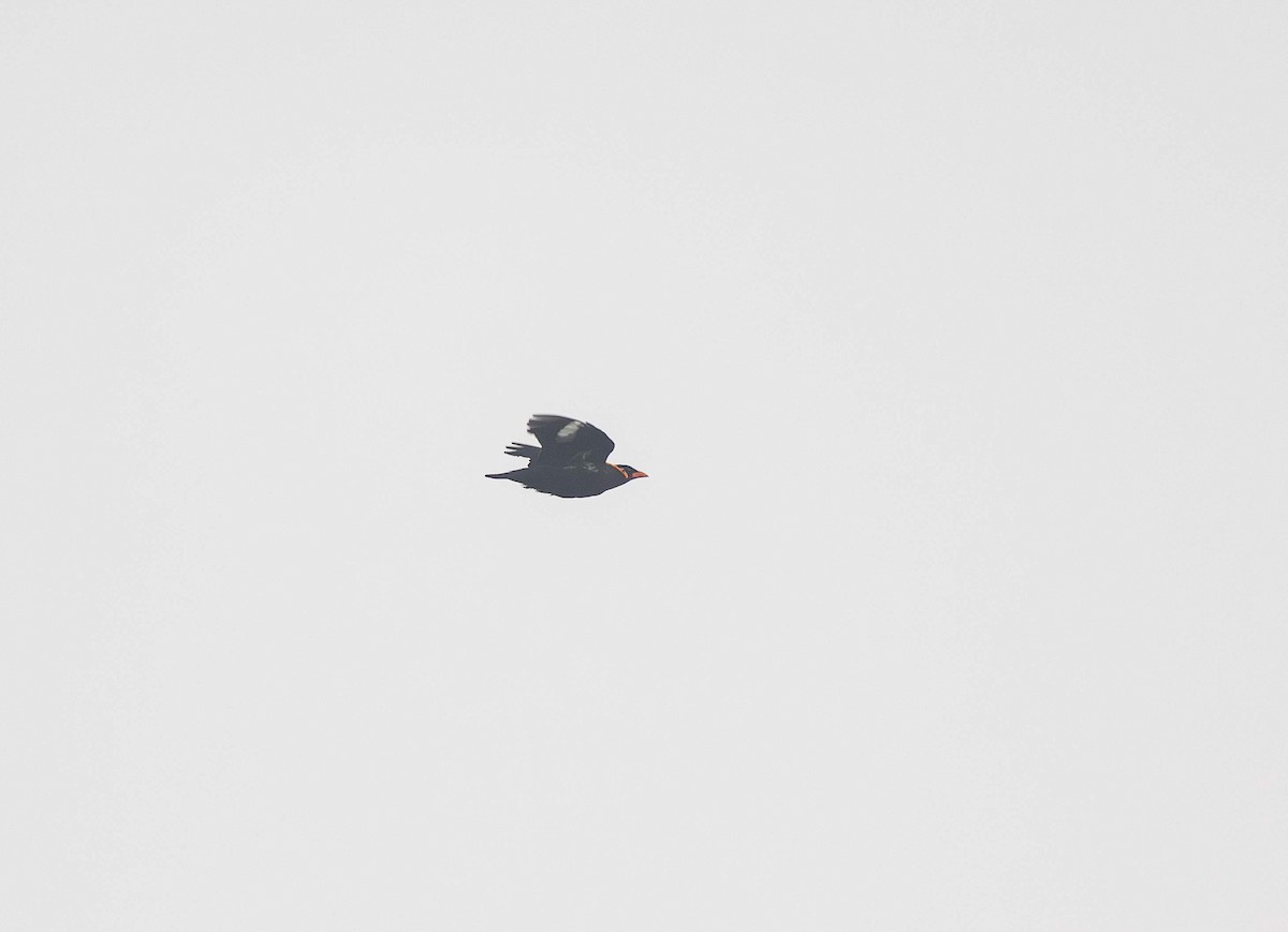 Common Hill Myna - ML624818013