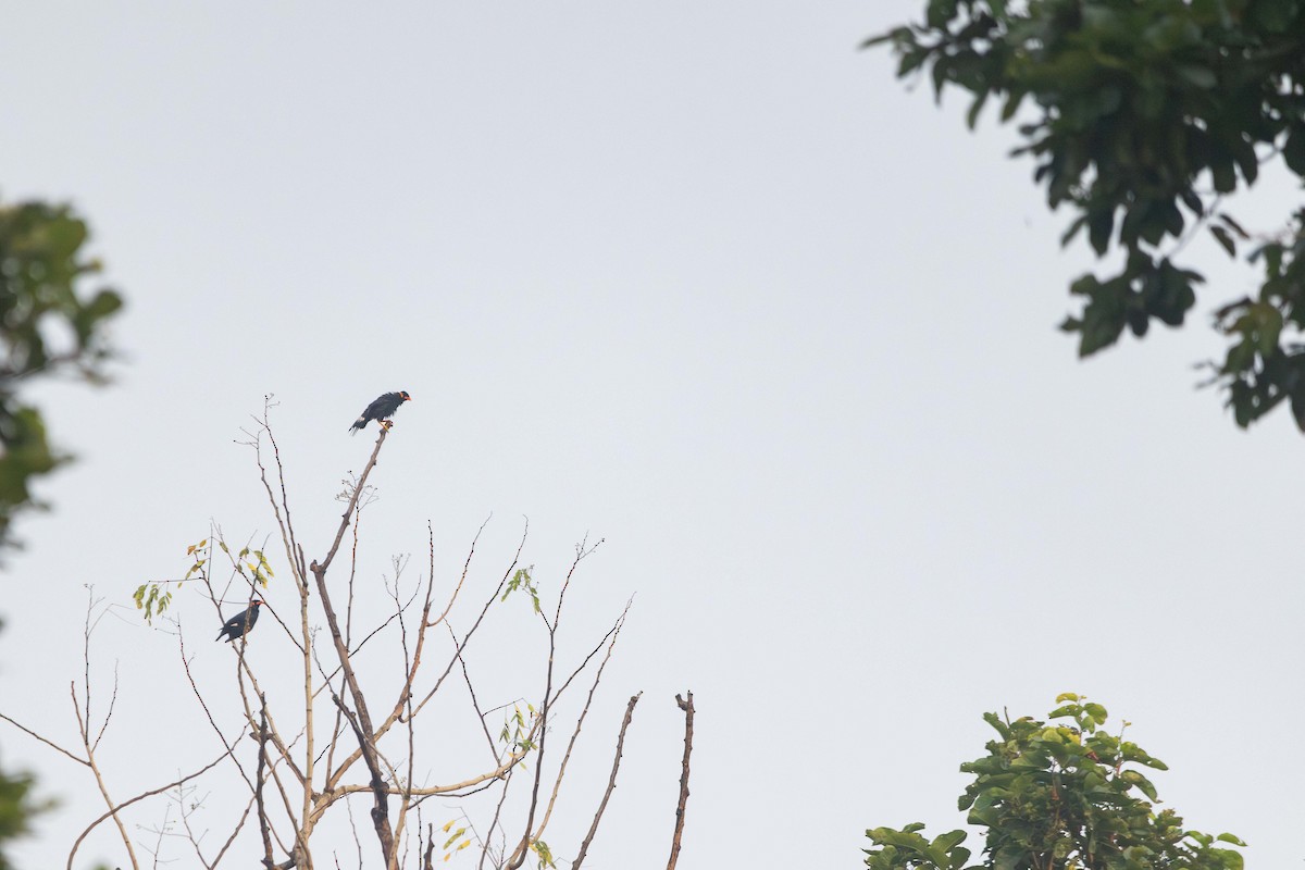 Common Hill Myna - ML624818016