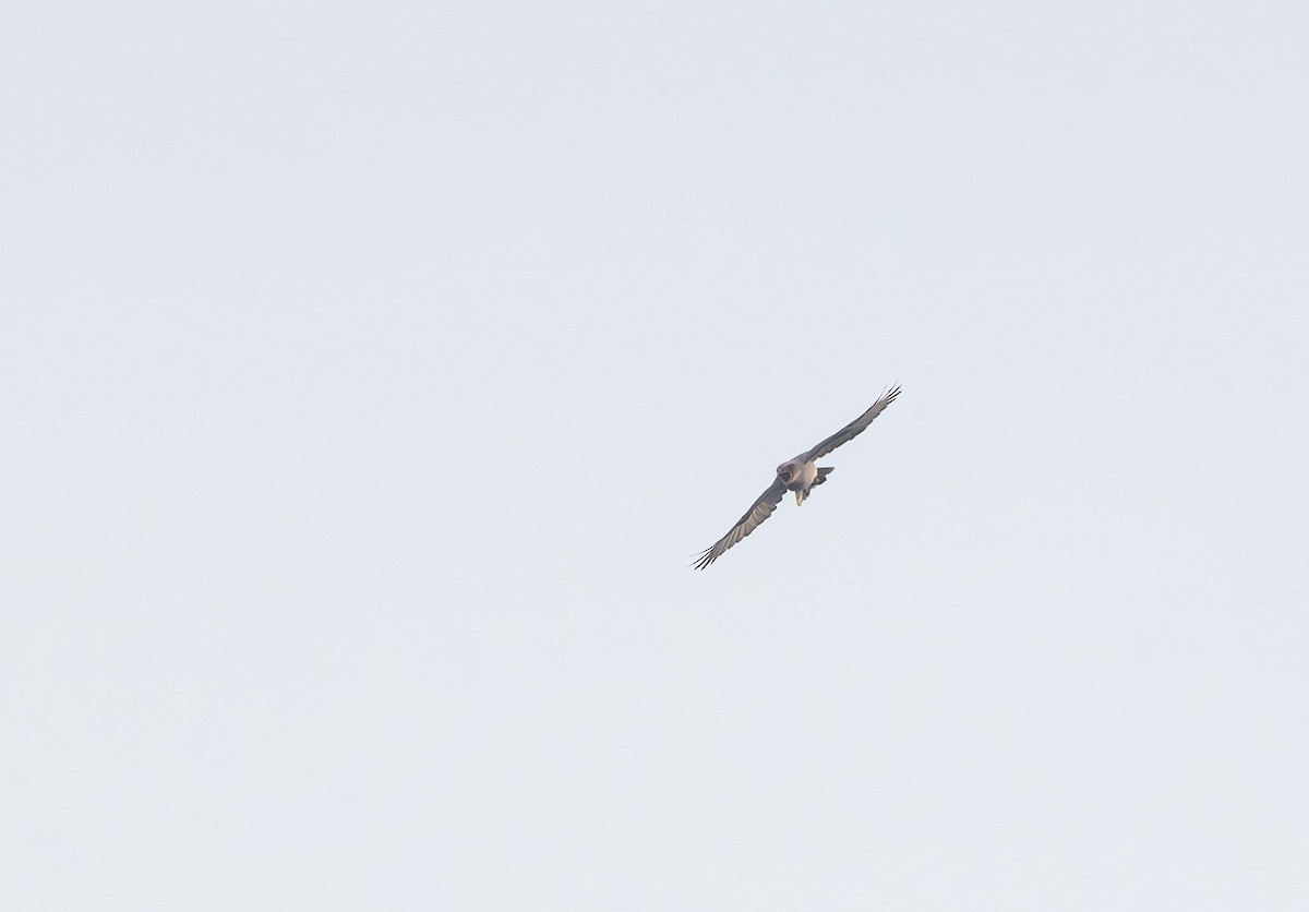Oriental Cuckooshrike - ML624818042
