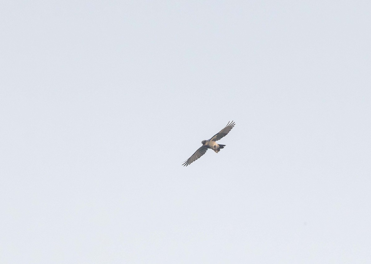 Oriental Cuckooshrike - ML624818043