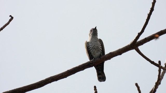 Little Bronze-Cuckoo - ML624818161