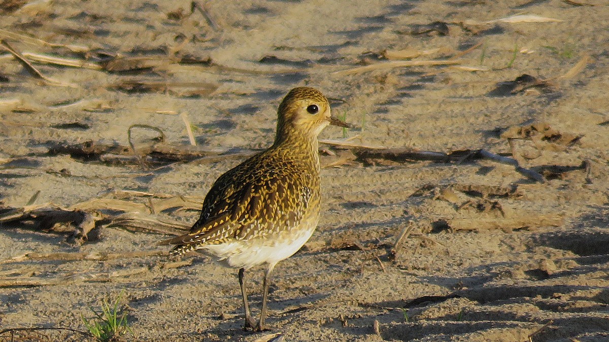 European Golden-Plover - Martien Prins