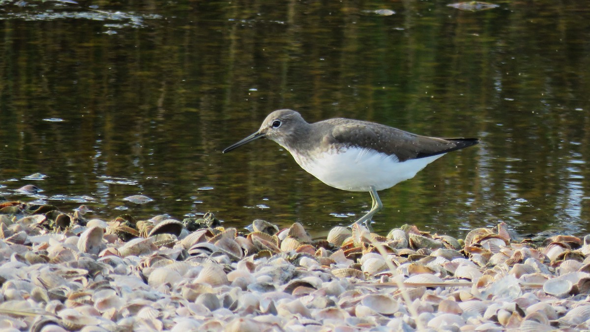 Green Sandpiper - Martien Prins