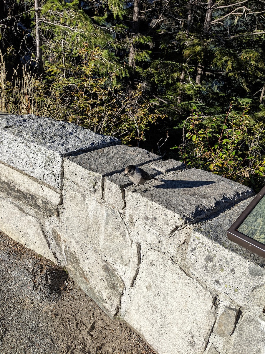 Canada Jay - ML624818482