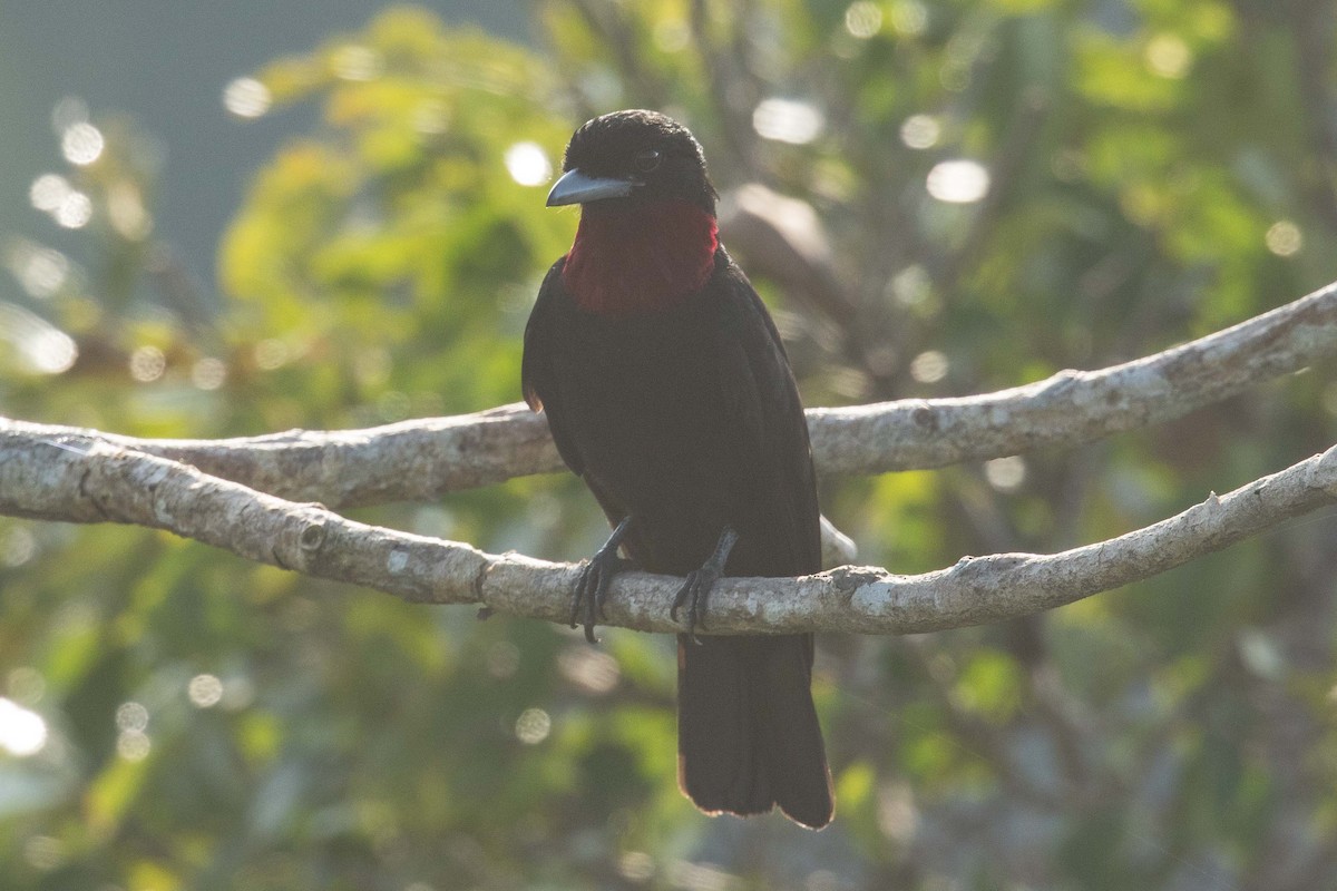 Purple-throated Fruitcrow - Eric VanderWerf