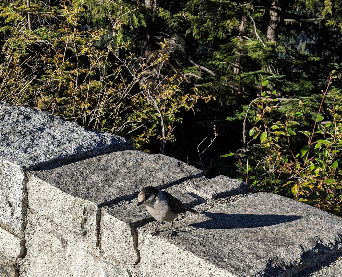 Canada Jay - ML624818510