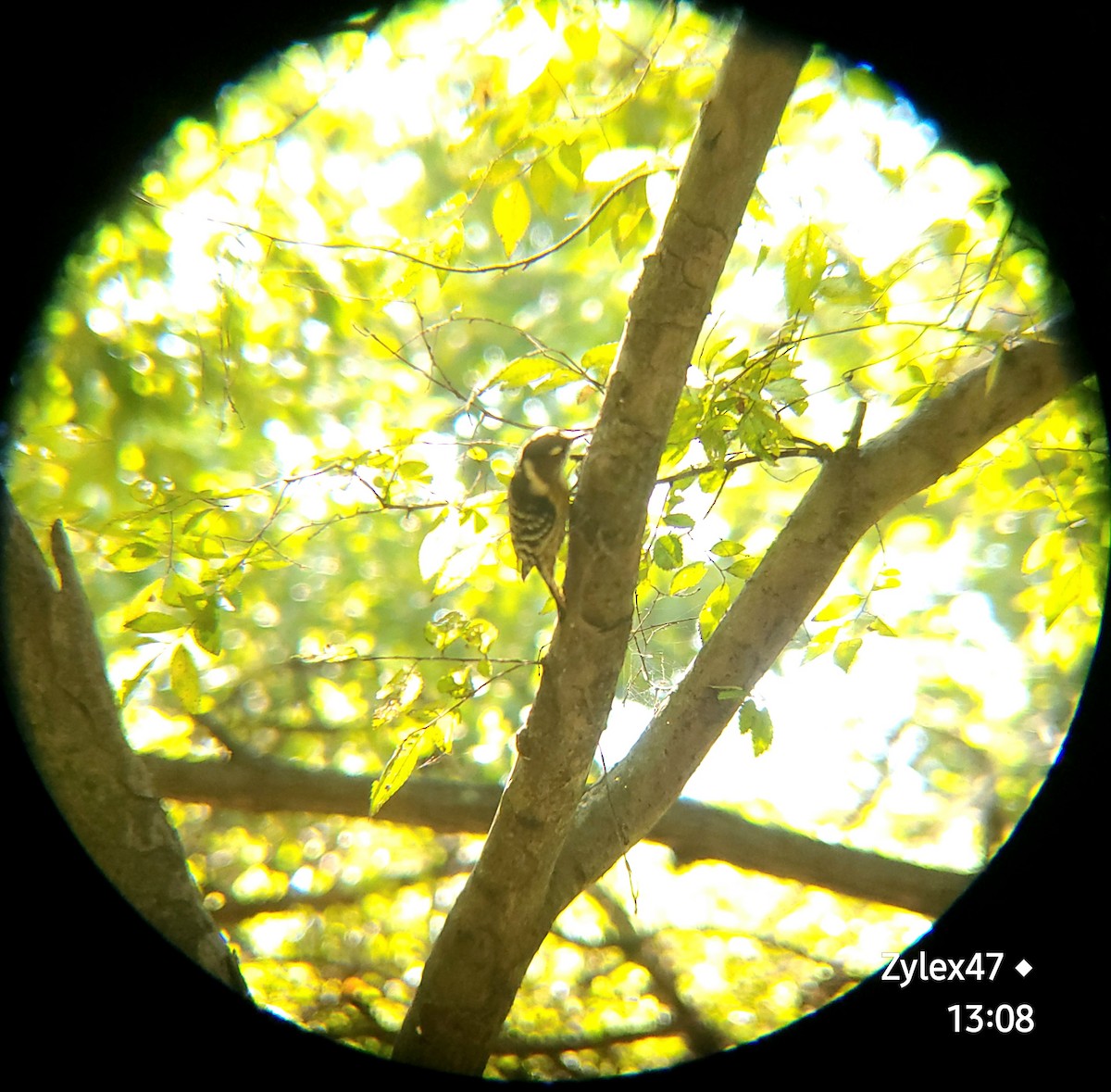 Japanese Pygmy Woodpecker - ML624818579