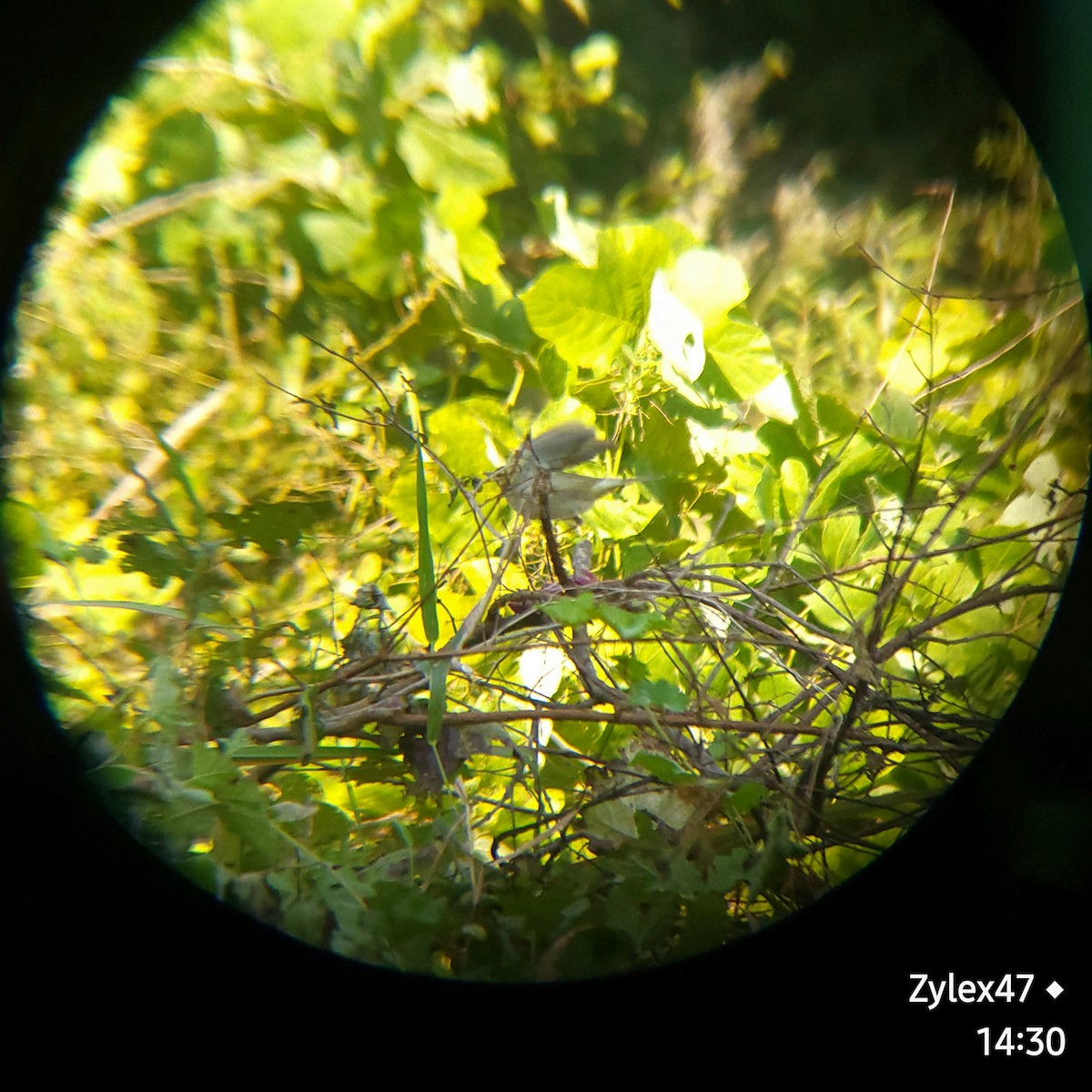 Arctic Warbler - Dusky Thrush (Zylex47)