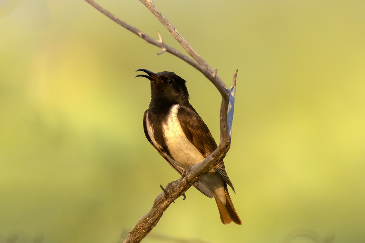 Black Honeyeater - ML624818604