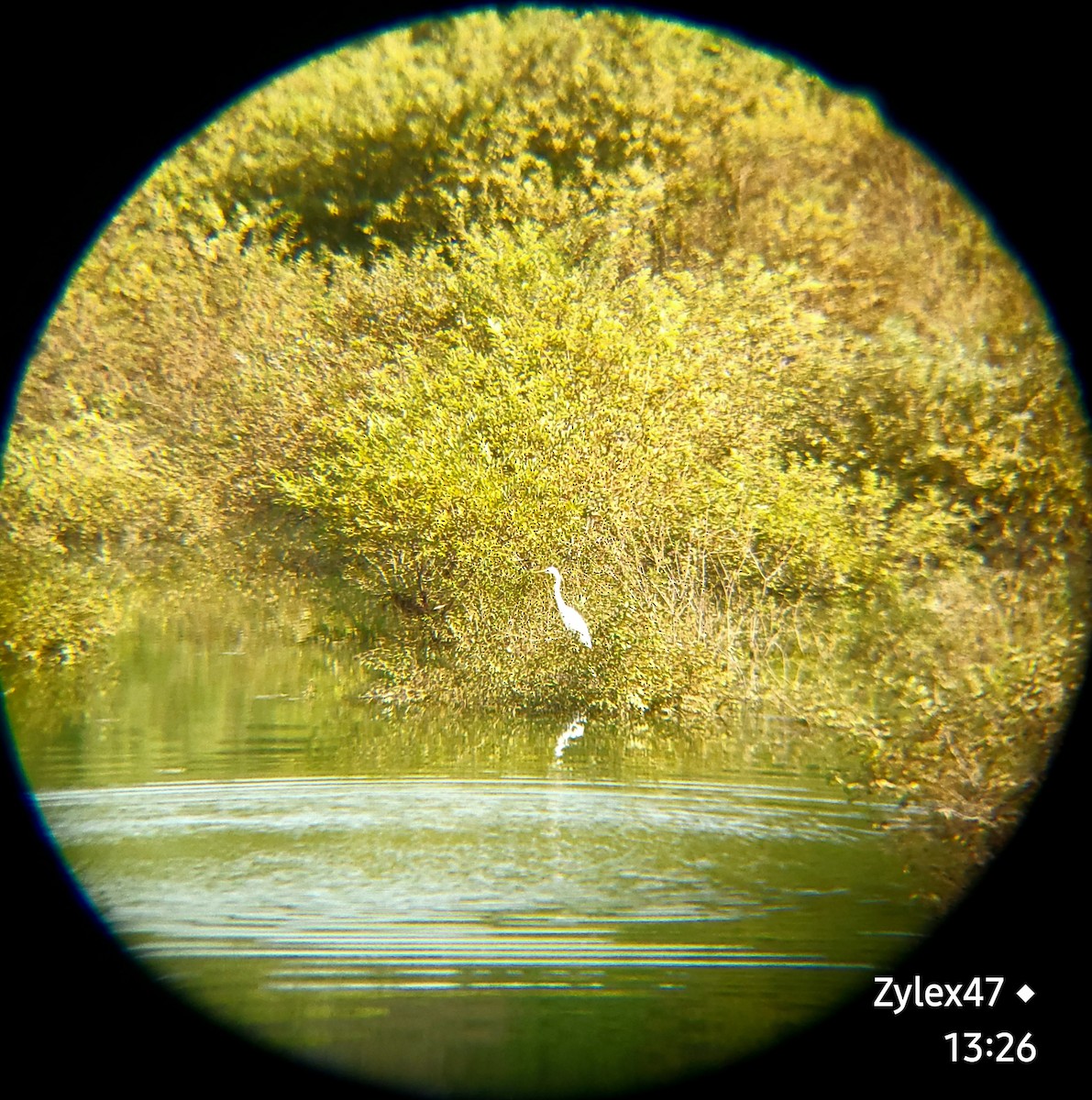 Great Egret - ML624818609