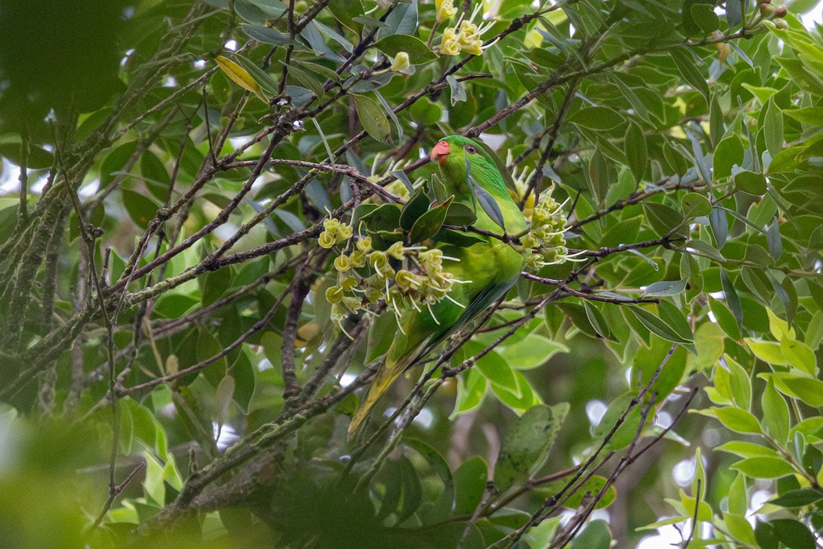 Meek's Lorikeet - ML624818887