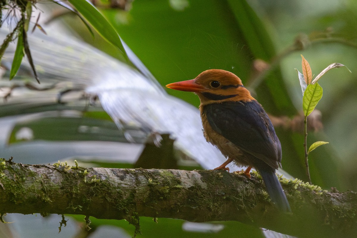 Moustached Kingfisher - ML624818892