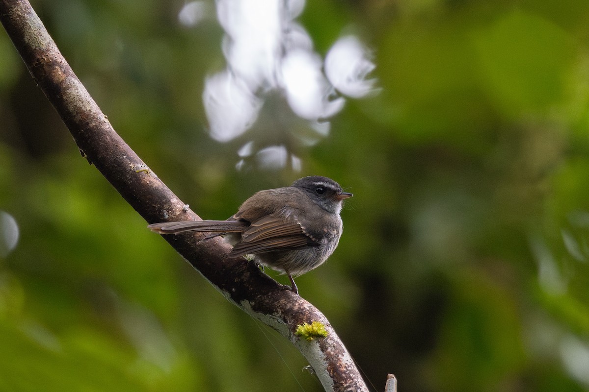 Bougainville Fantail - ML624818898