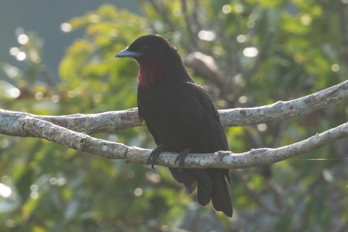 Cotinga Quérula - ML62481891