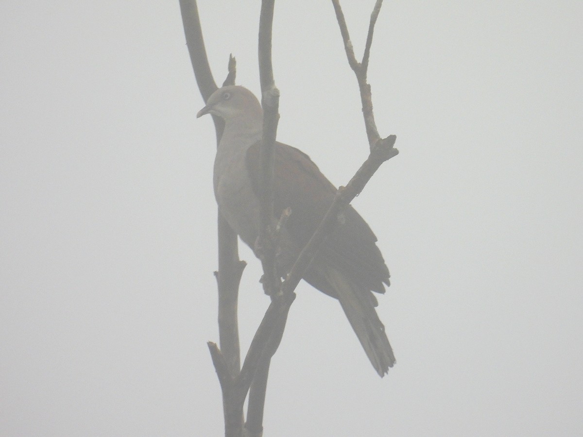 Mountain Imperial-Pigeon - ML624818979