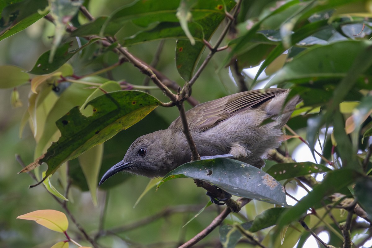 Bougainville Honeyeater - Yann Muzika
