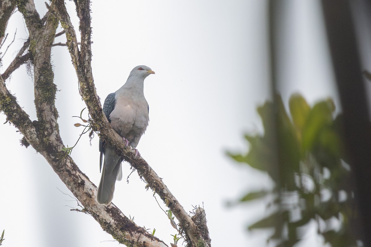 Pale Mountain-Pigeon - ML624819008