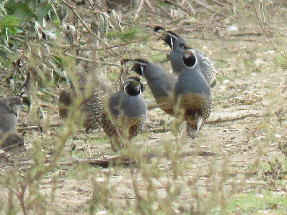 California Quail - ML624819085