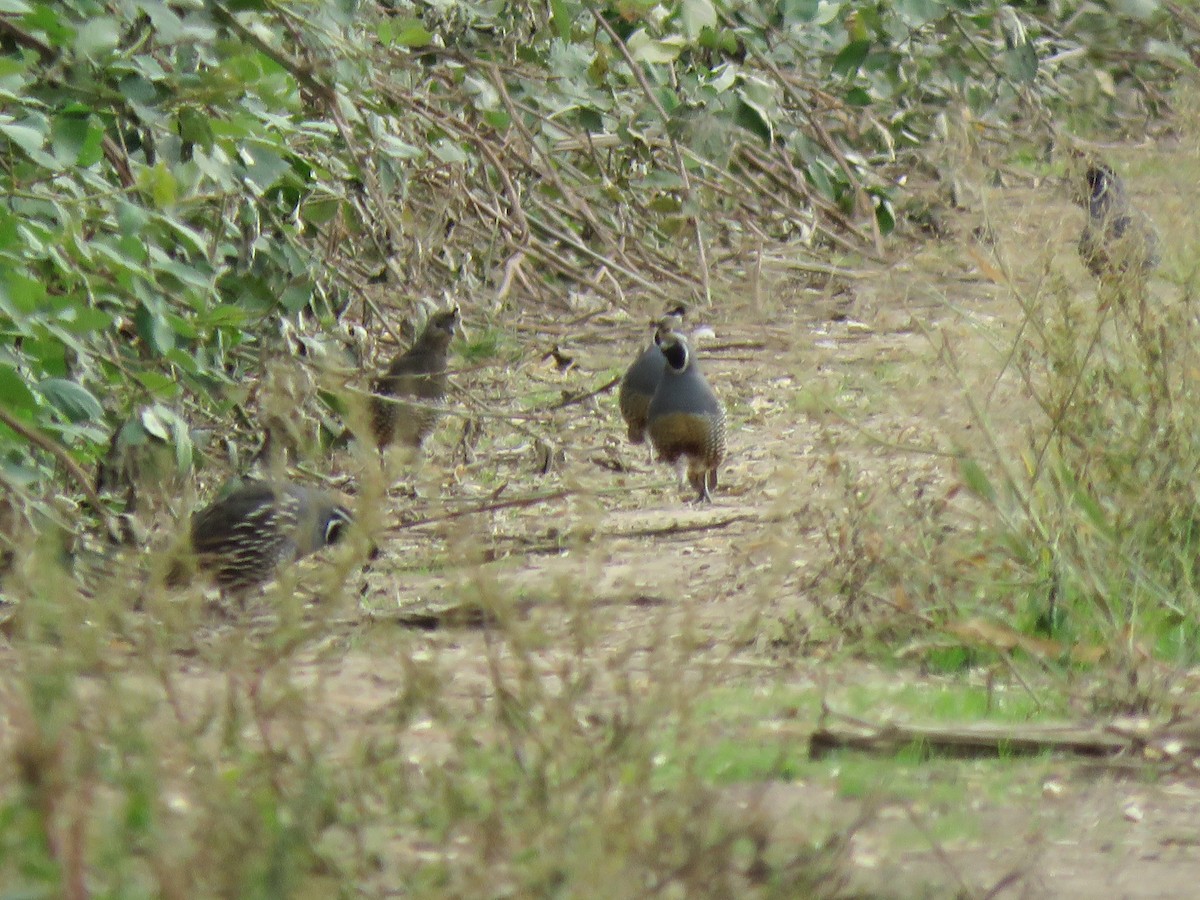 California Quail - ML624819086