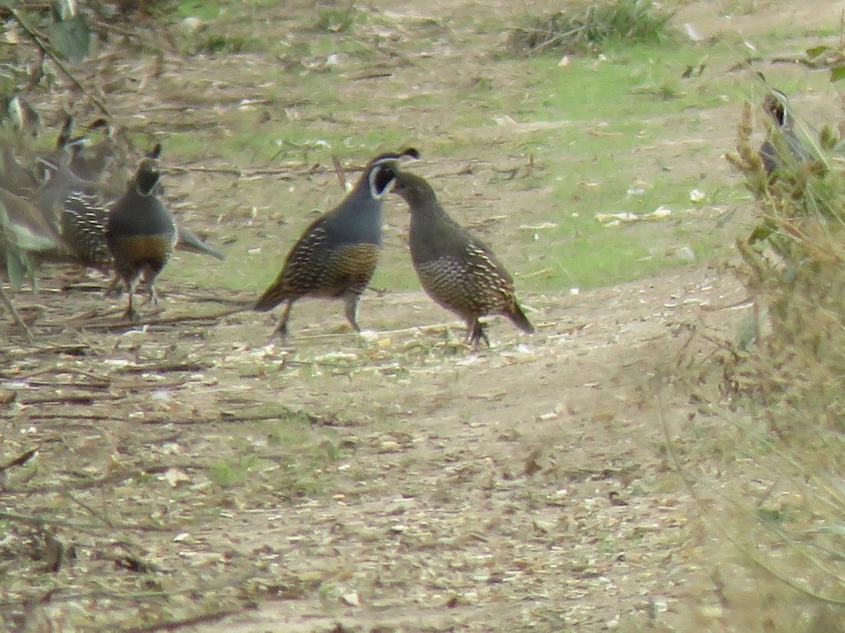 California Quail - ML624819087