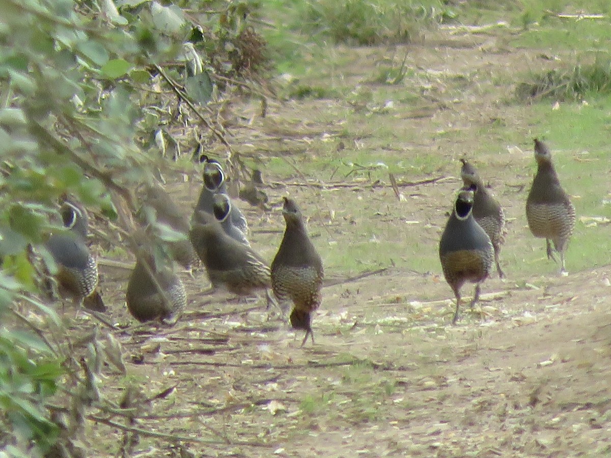 California Quail - ML624819088
