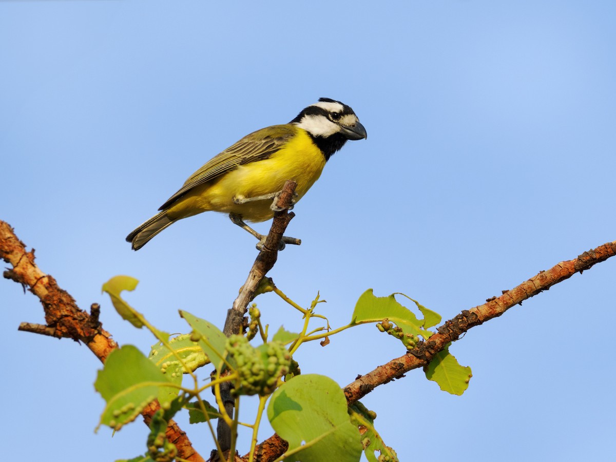 Northern Shrike-tit - ML624819236