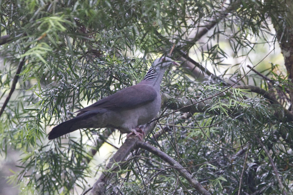 Nilgiri Wood-Pigeon - ML624819476