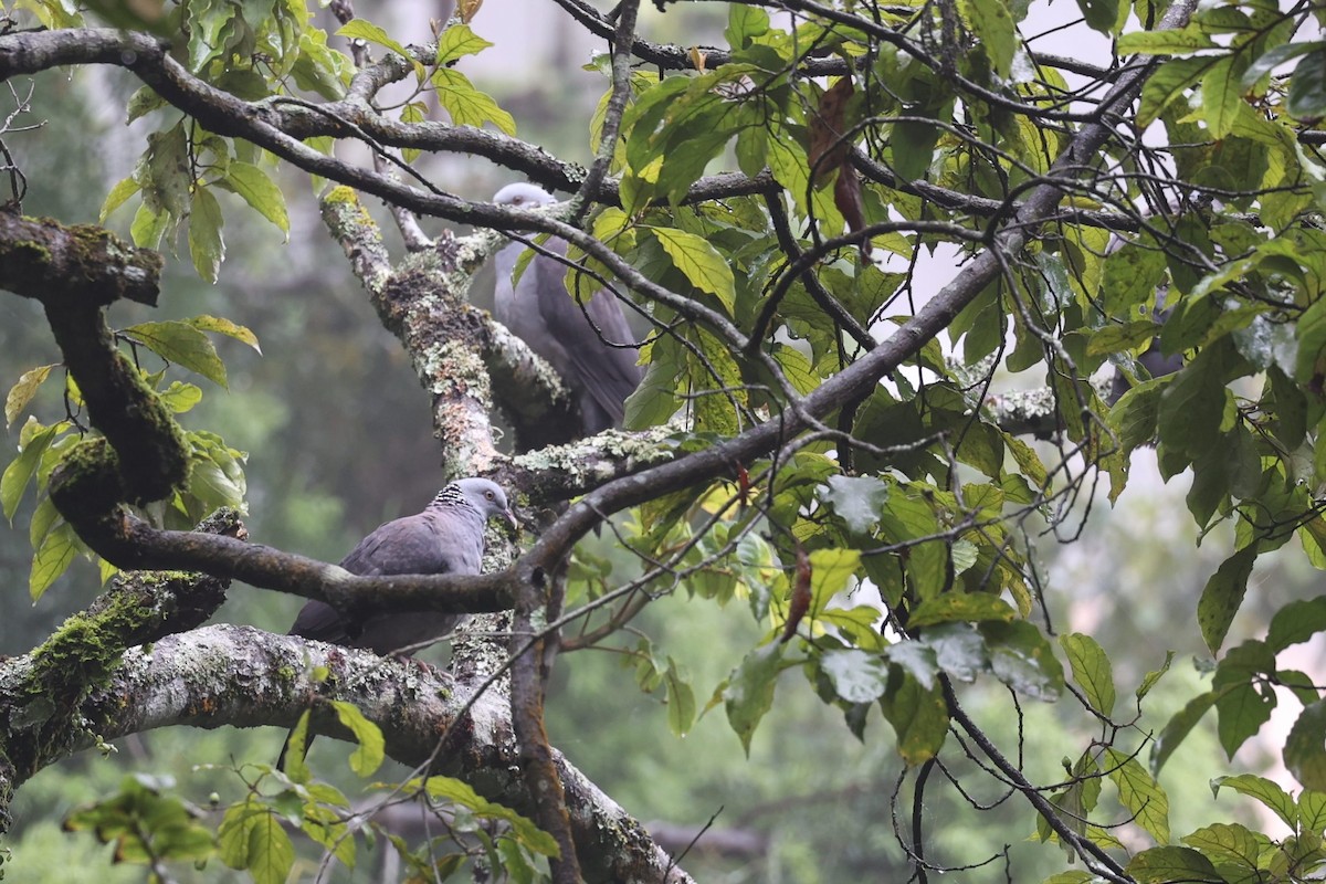 Nilgiri Wood-Pigeon - ML624819477