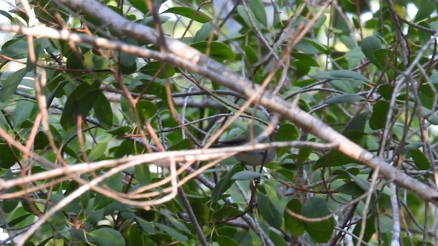 mangrovegerygone - ML624819758