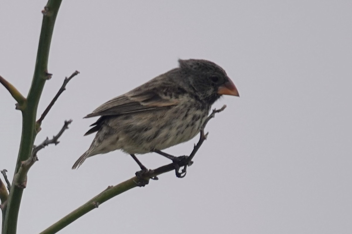 Medium Ground-Finch - ML624819940