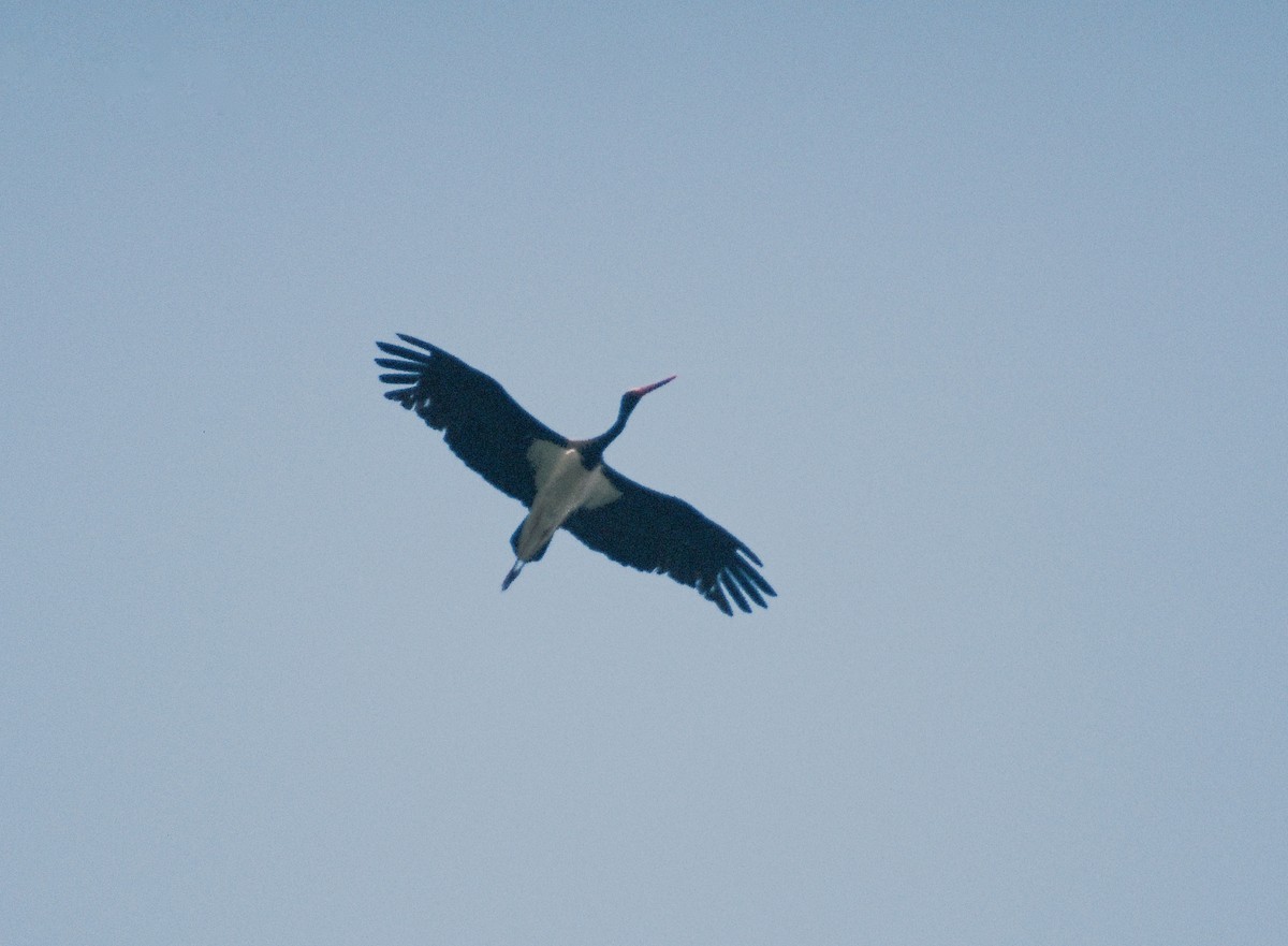 Black Stork - gab zeke