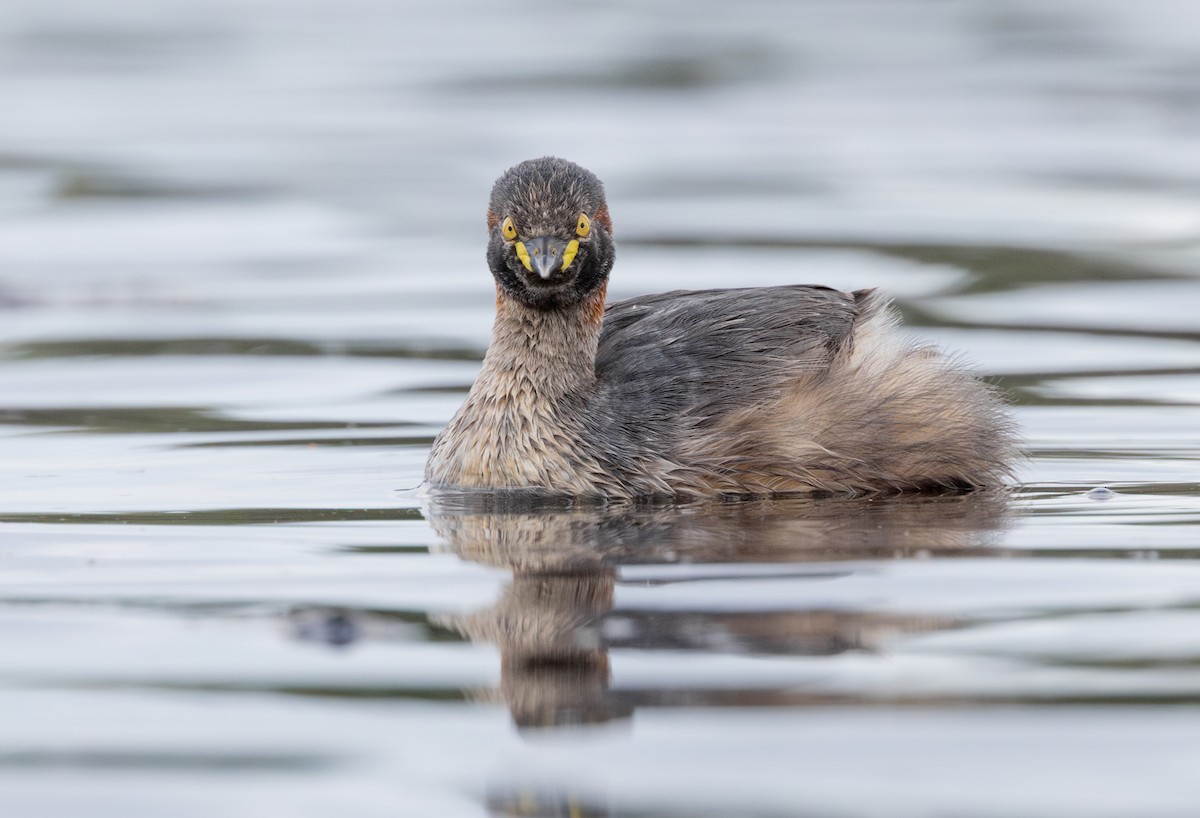 Australasian Grebe - ML624820069