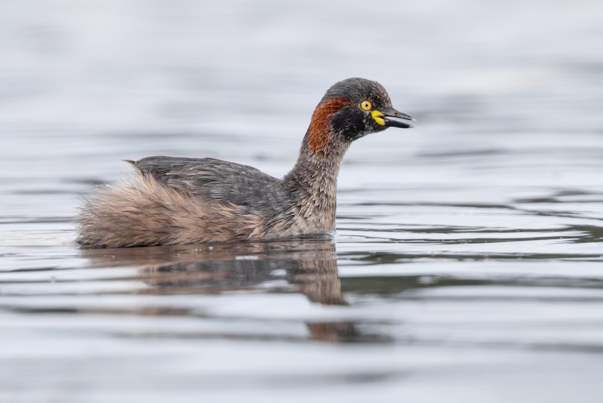 Australasian Grebe - ML624820070