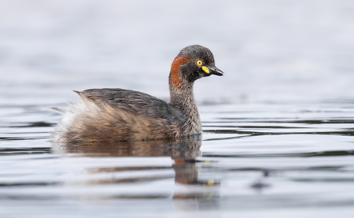 Australasian Grebe - ML624820071