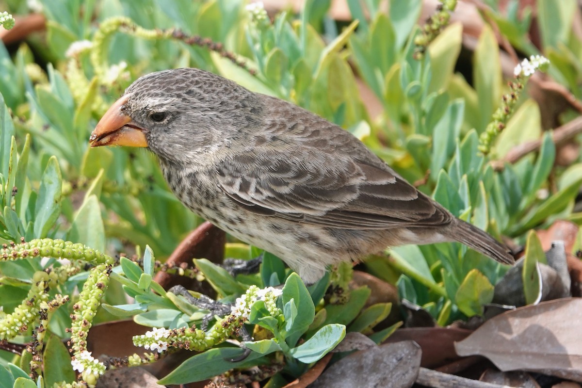 Medium Ground-Finch - ML624820080