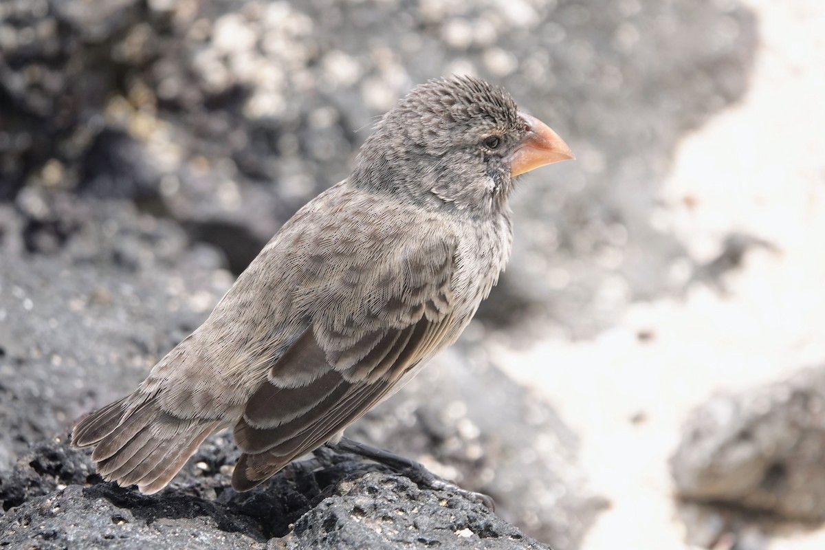 Medium Ground-Finch - ML624820081